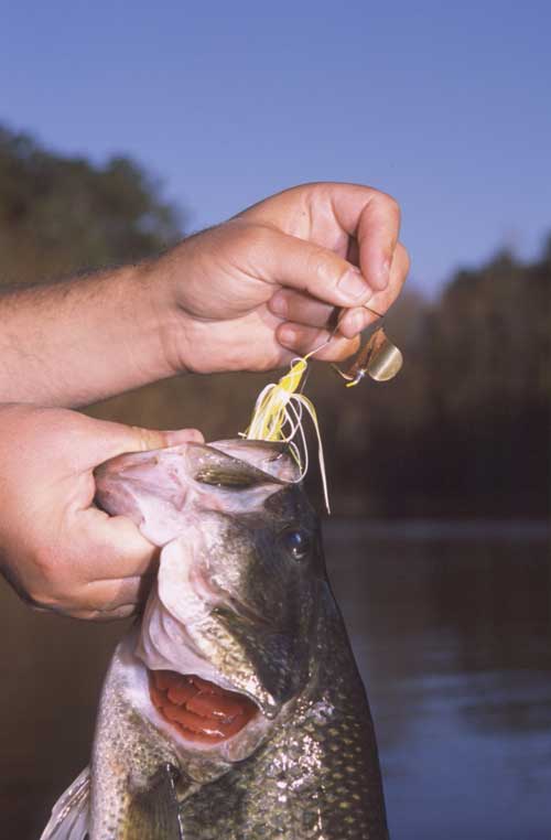 Choosing something like a Baby Buzzbait will allow you to cover as much water as possible, Maximize the number of bass bites you can get during these short windows of time.