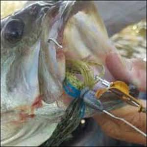 Baby Buzzbait midsummer bassing begins after the hot weather has set in. Baby Buzzbait Midsummer Bassing is when the bass are aggressive