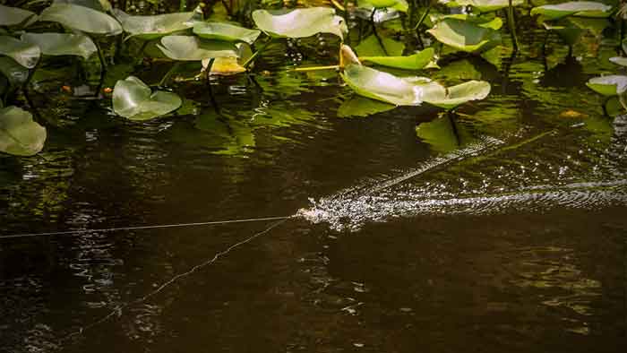 Early Spring Buzzbaits are an opportune time to fish a buzzbait.