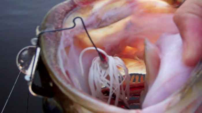 Baby Buzzbait Midsummer Bassing begins after the hot weather has set in