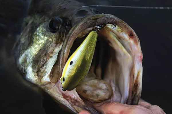 Early Spring Big Bass Fishing can be the time when you can catch your personal best