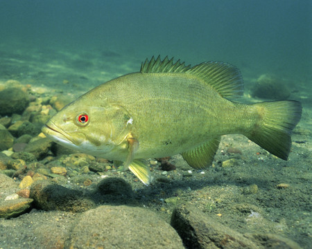 Find Bass on Rivers which are often in and around marinas, industrial areas, and around cover on flats.