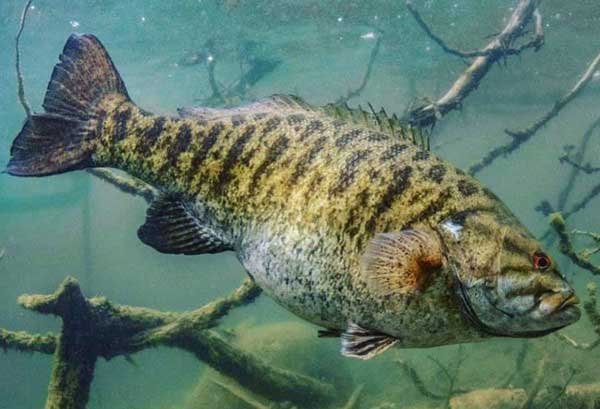 Find Prespawn Bass on Rivers which are often in and around cover on flats.