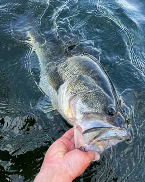 The prespawn period is the ideal time for targeting big bass