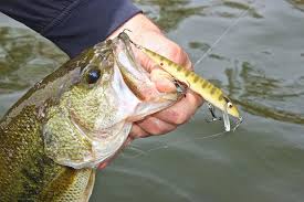 Ultimate prespawn jerkbaits for bass.