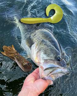 Ultimate prespawn grubs and tubes for bass.