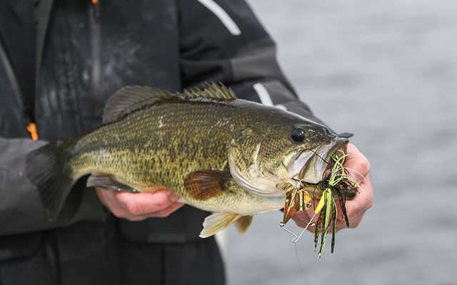 Summer-time Shallow Bass caught on my Baby Buzzbait.