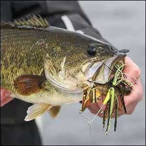 Summer Time shallow bass can be caught throughout the summer