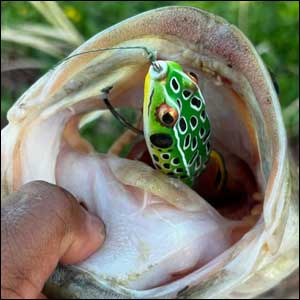 Dog Days of Summer shallow water bass in river run lakes on the frog.