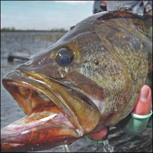 Winter can be an outstanding time to go bass fishing