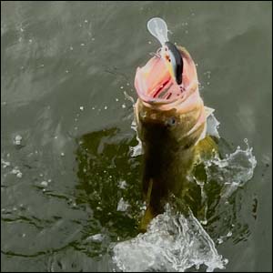 Timing is everything for catching Winter Transition Bass.