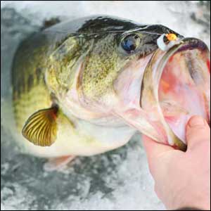 Bass fishing in January presents unique challenges and rewards.