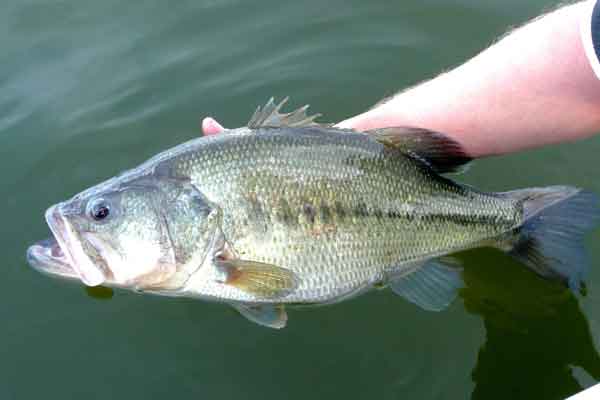 Winter Transition Bass can be caught before the flowers bud, and the birds begin to nest.