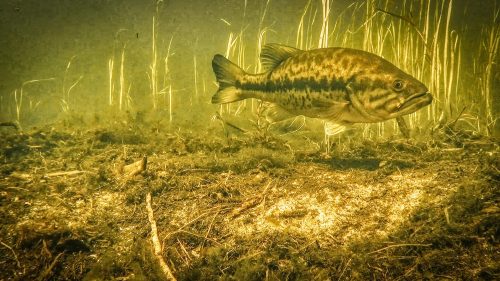 Biggest Bass of the Year in Florida is during the prespawn. During the prespawn phase they feed heavily to prepare for spawning.