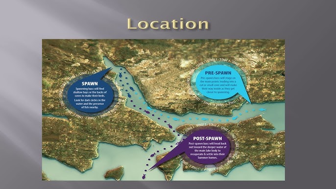 How to Find and Catch Pre-Spawn Bass during this time of year before bass move up onto their beds. It’s usually late winter or early spring,