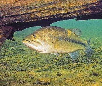 I know that there are always Summer-time Shallow Bass. There are many different ways to catch summer-time shallow Bass.