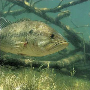 Summer-time Shallow Bass their metabolism is the highest it will get.