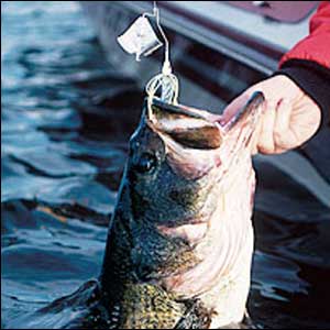Prespawn Buzzbaits Equal Big Bass