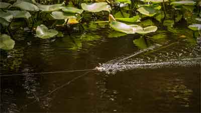 Prespawn Buzzbaits Equal Big Bass especially around shallow cover.