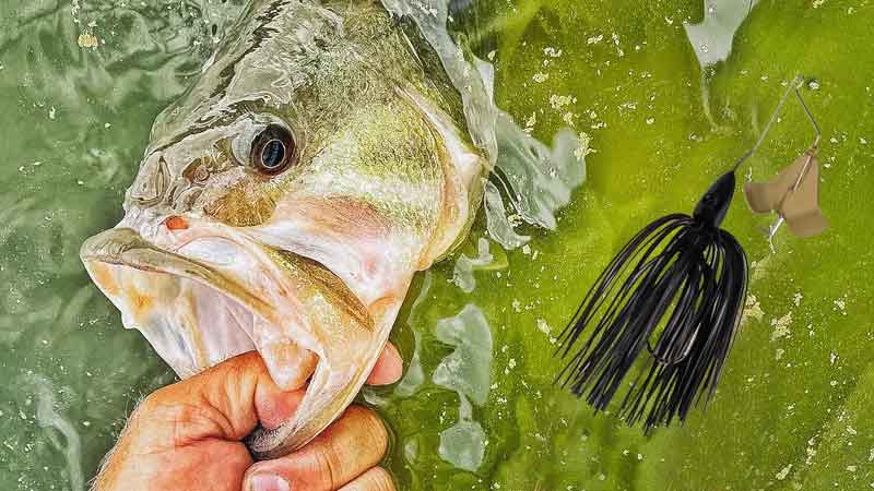 Prespawn Buzzbaits Equal Big Bass making it a high-reward tactic that relies heavily on timing