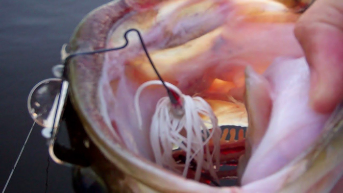 Summertime shallow bass fishing is highly effective