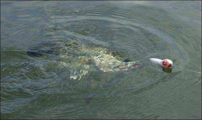 Bass fishing with topwater lures is an explosive and highly rewarding strategy, typically kicking off in late spring as water temperatures rise above 60°F.